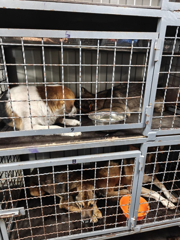 Чотири собаки лежать у двох клітках.  Перед таваринами - миски. 